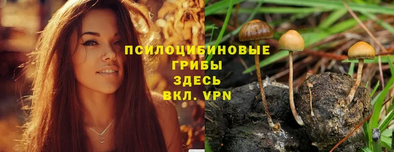 Галлюциногенные грибы Cubensis  Новоржев 